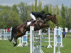 O hipismo: uma jornada equestre