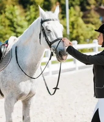 Cavalo Ideal: Dicas Exclusivas para Iniciantes Felizes News