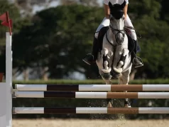 Hipismo: treino e cuidados com o cavalo