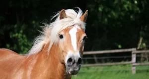 Cuidados com o Cavalo: Dicas Exclusivas e Essenciais