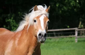 Cuidados com o Cavalo: Dicas Exclusivas e Essenciais News