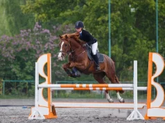 Como iniciar no hipismo: dicas essenciais para novatos