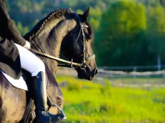 Hipismo Terapêutico: Os Benefícios da Equoterapia