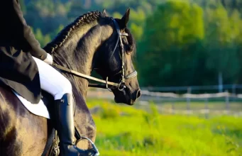 Hipismo Terapêutico: Os Benefícios da Equoterapia News