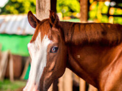 Cavalo Ideal: Dicas Exclusivas para Iniciantes Felizes